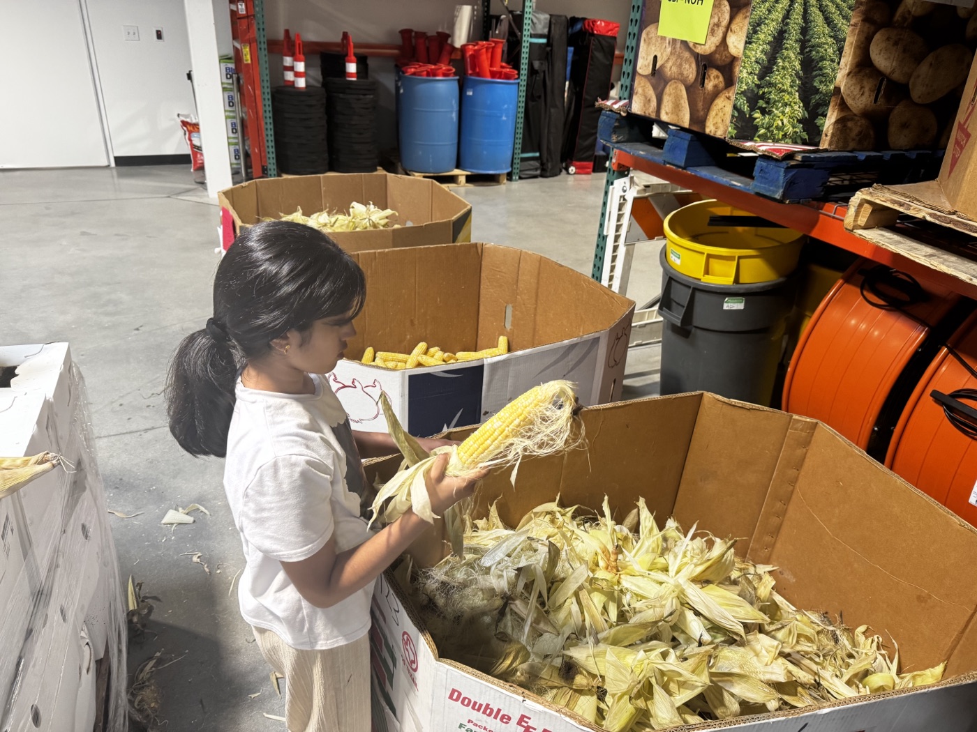 Husking an ear of corn at 6 Stones